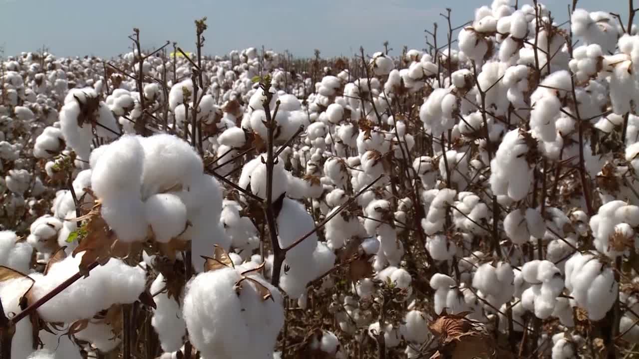 Premium stock video - Cotton plant, scientifically known as gossypium ...