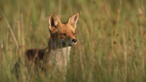 red fox in a field