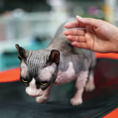 cat of the sphynx breed. elf cat, close-up