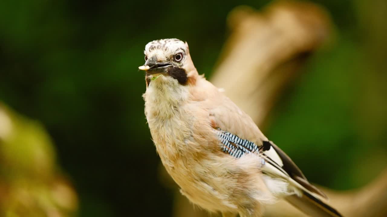 Ghiandaia eurasiatica in Frisia, Paesi Bassi, ingoia cibo nella foresta in un solo boccone