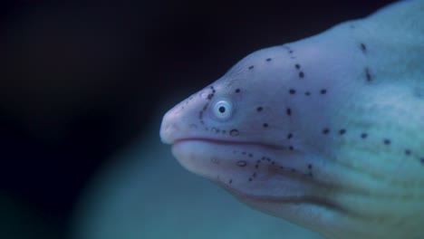 close up shot of a black spotted moray eels face