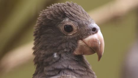 close-up of a parrot