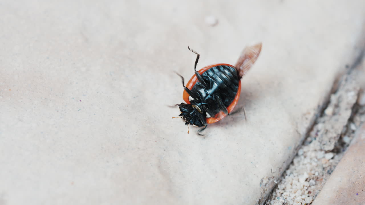 Close up of a lady bug moving on stone surface, trying to turn around