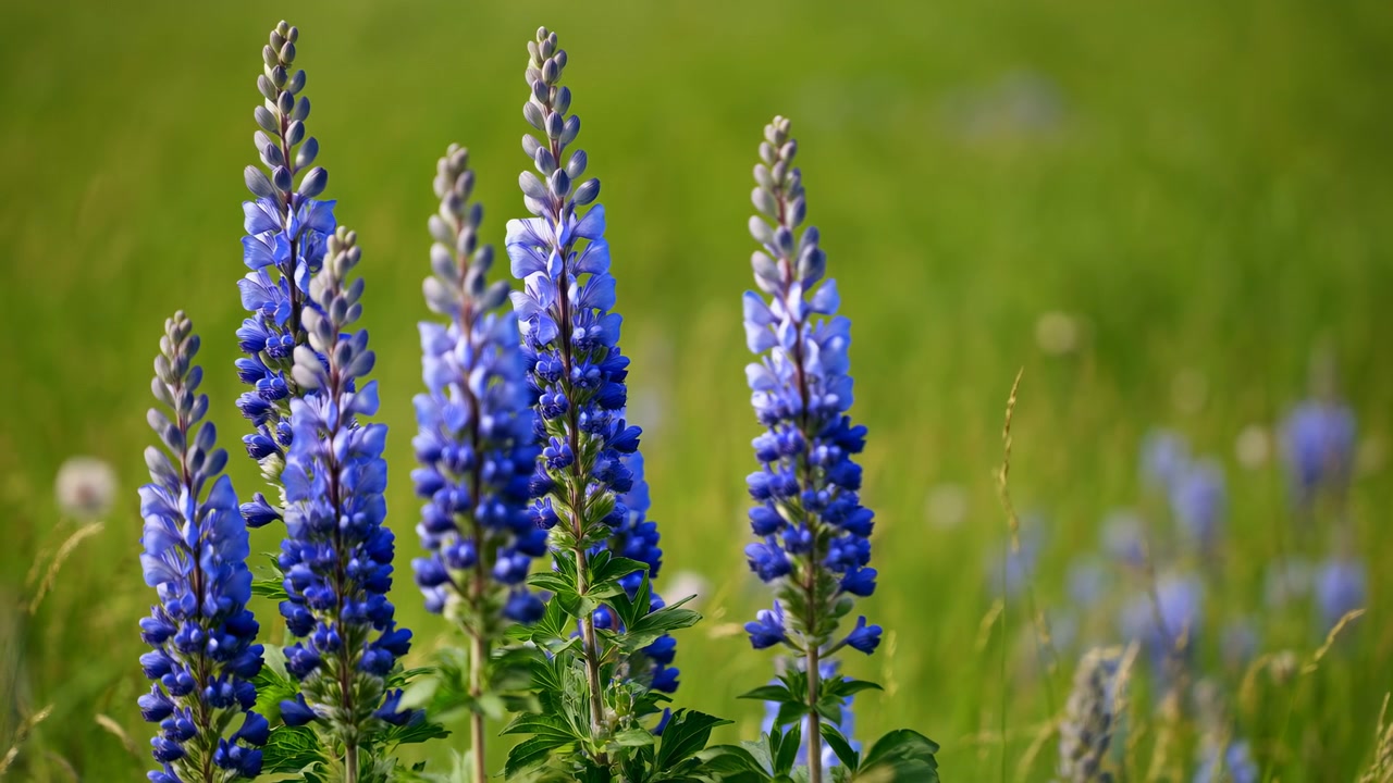 Sekvence kvetení květů Bluebonnet na slunné louce, s květy Bluebonnet, zelenou trávou, z přízemní perspektivy, s modrými a zelenými akcenty a klidnou a přírodní náladou.