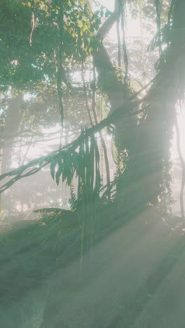 sunlight streaming through a lush jungle