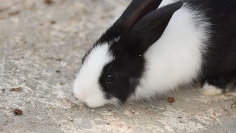 a rabbit eating calmly on the ground.