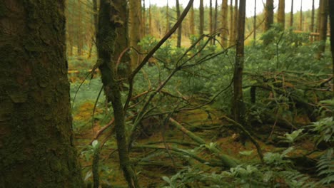 Detalles-De-Un-árbol-Cubierto-De-Musgo-A-La-Izquierda,-Un-Denso-Bosque-Irlandés-A-La-Derecha