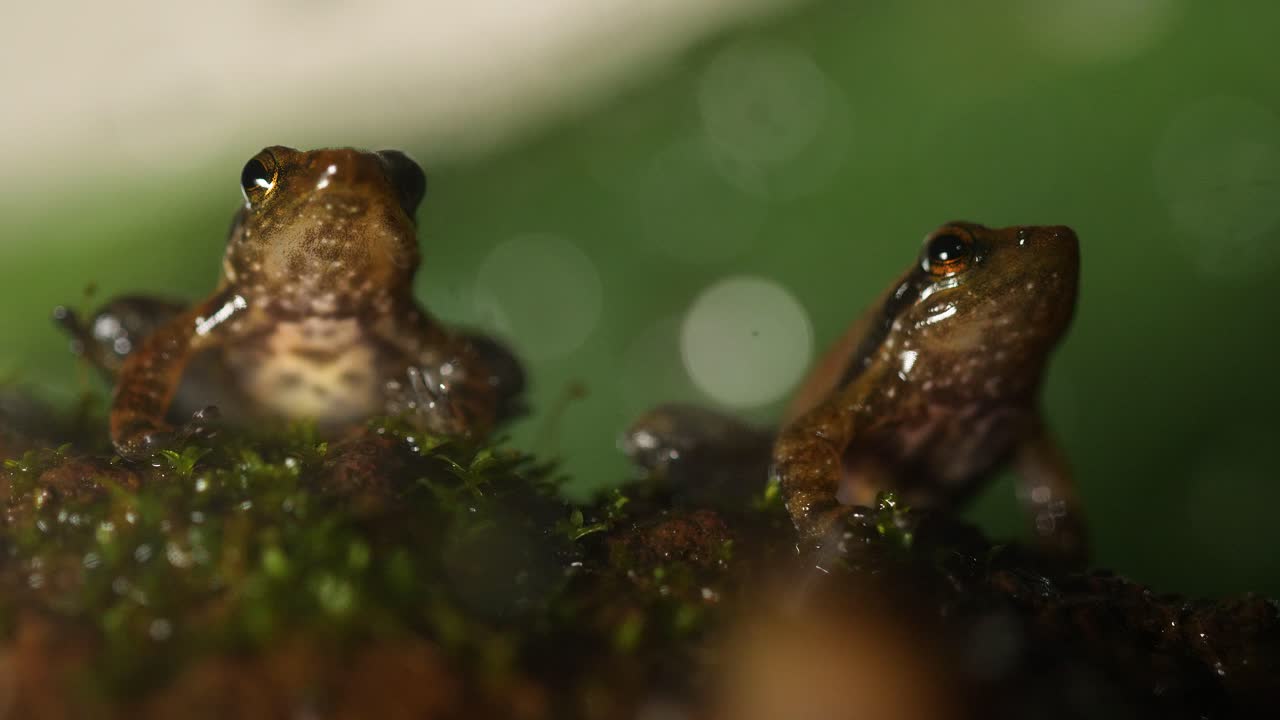 Two dancing frog males sit by each other in the stream over rocks displaying and making their sounds to establish territory, in the Western Ghats of India in Amboli