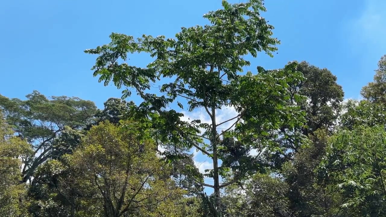 Albero verde che ondeggia al vento contro un cielo azzurro limpido