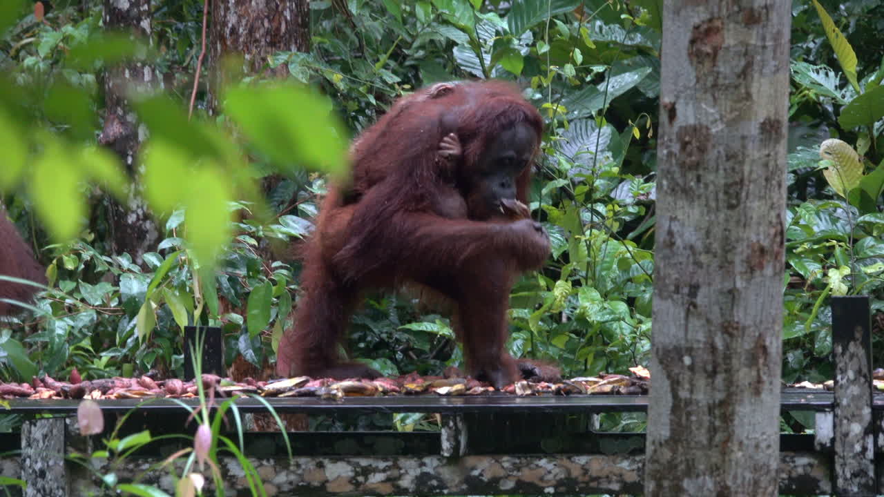 Wild orangutans eat at feeding station in Borneo, Indonesia.