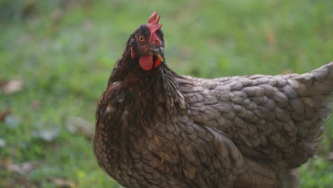 Una-Gallina-Marrón---Vista-Cercana