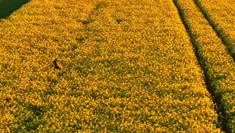 drone capture of deer jumping in dense yellow rapeseed field on golden sunlight