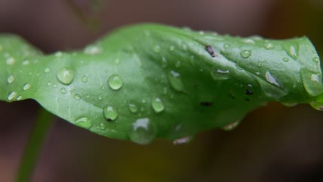 close up of raindrops on a green leaf