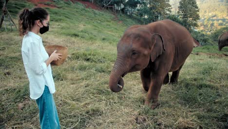 woman feeding a baby elephant in a thai park
