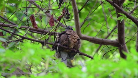 this short-billed brown-dove with its fledglings is an endemic bird found in the philippines and particularly in mindanao where it is considered to be common