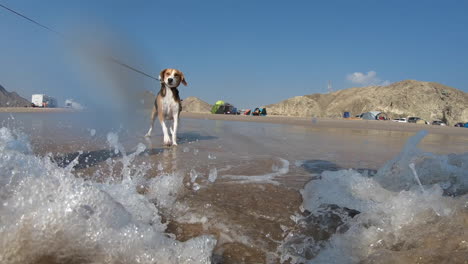 Slow-motion-close-up-of-Beagle-playing-in-the-water-on-the-beach-with-its-owner