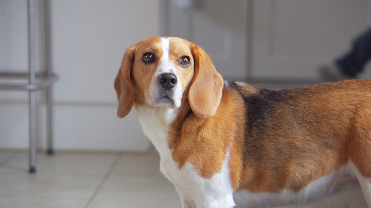 A medium indoor slow-motion shot of a Beagle standing on all fours. The dog slowly turns its head toward the camera, as if reacting to someone calling its name.