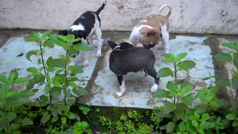 three new puppy paying in grass