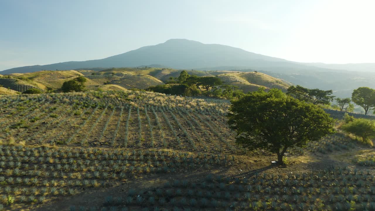 드론은 용설란 필드 위를 날고, 낮은 각도