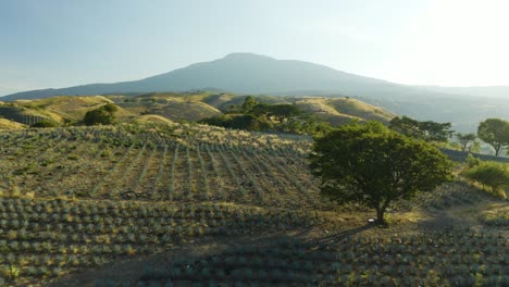 drone flies above agave fields, low angle