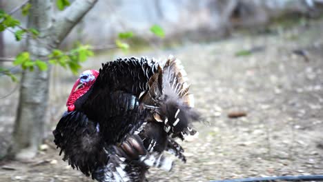 turkey opens feathers, walks and hides after bush on village landscape