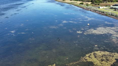 Drone-flying-over-swans-on-a-large-lake