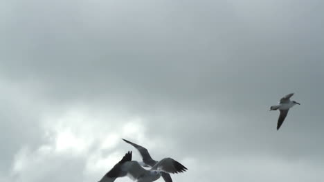 aves vida silvestre mexico