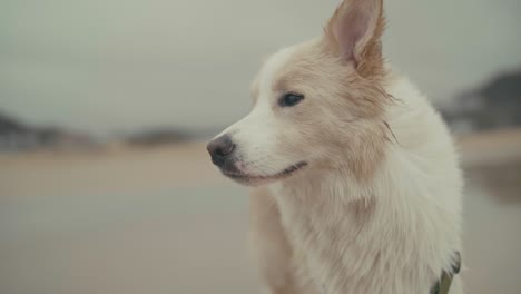 portrait of cute dog outdoors