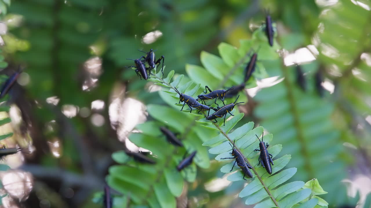 A Small Swarm of Florida Lubber Grasshoppers On Green Fern Leaves Consuming The Plant as it Shakes and is Blown Around In the Wind. static shot