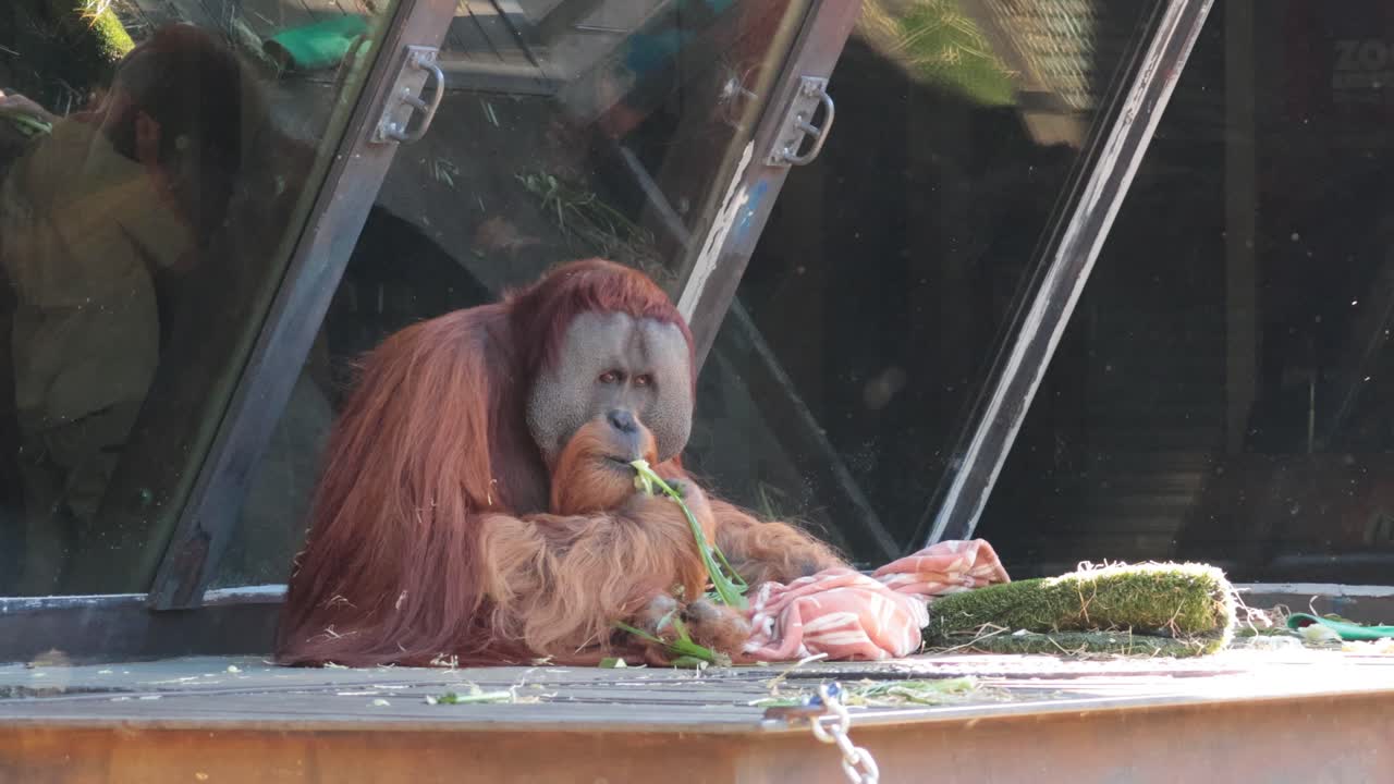 동물원 에서 식사를 즐기는 오랑우탄