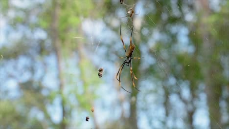 female australian golden orb spider sitting centrally in its web, with a tiny male