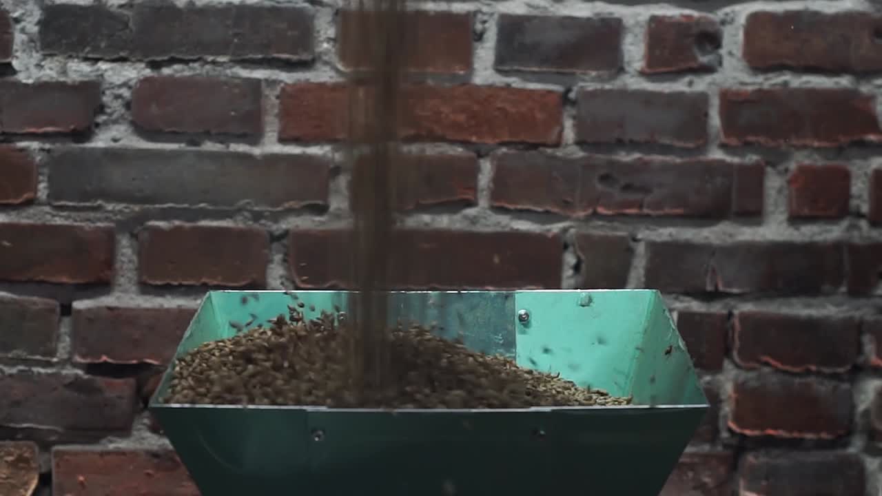 malta derramándose en una fresadora en una cervecería artesanal