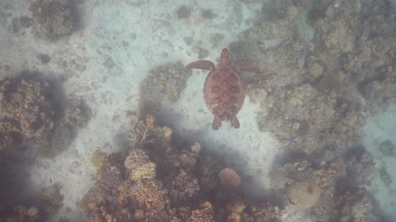 Wild sea turtle surprised and swam away when approached