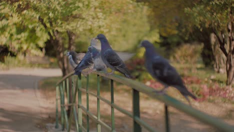 primer plano de alto rango dinámico con palomas paradas en una barra de metal verde durante el día, en un parque, colores otoñales