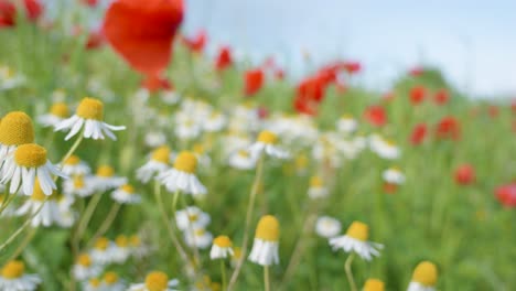 white small daisy flowers in green grass in spring, camera moves backwards and turns out of focus copy space