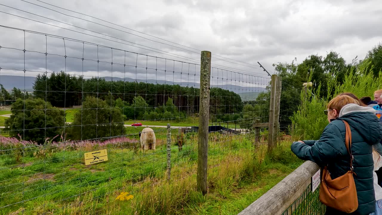 Polar bear roams grassy enclosure behind electric fence, cloudy daylight, visitor observes, wide landscape view