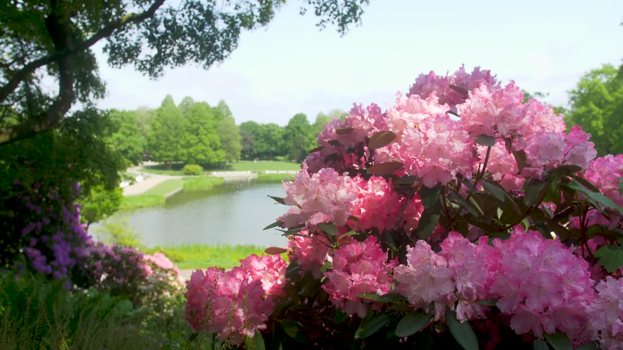 Light and shadow play on pink red big flower blossoms.