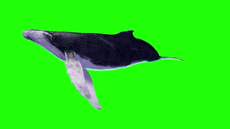 Humpback Whale Isolated on Green Screen