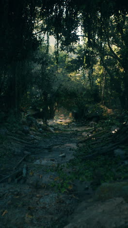 mysterious jungle path