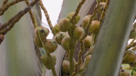 joven rama de coco vista de cerca