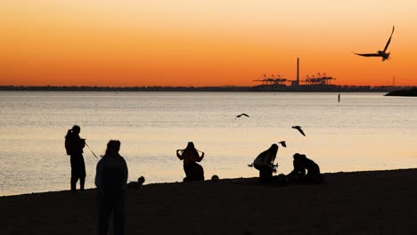 people enjoying sunset with birds at the beach