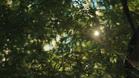 magical glowing fairies dancing in the woods