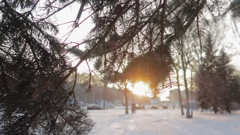 sunset peaking through the needles of a pine tree branch in winter with a snowy street in the background with some traffic