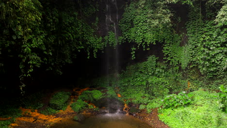 Área-Conocida-Por-Su-Biodiversidad,-Diversas-Plantas-Y-Vida-Silvestre.