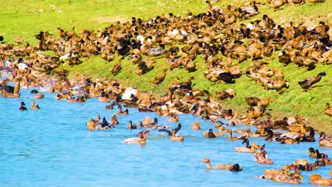 large flock of yellow-billed duck farm swimming on the pond