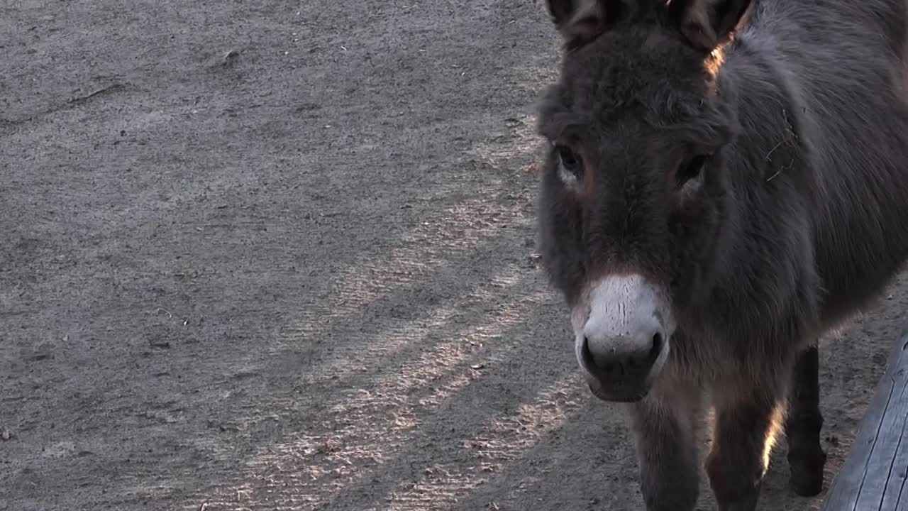 Primo piano di un asino nel Tierpark Neukölln Berlino, inverno. 5 secondi HD 25 fps 00114_1.