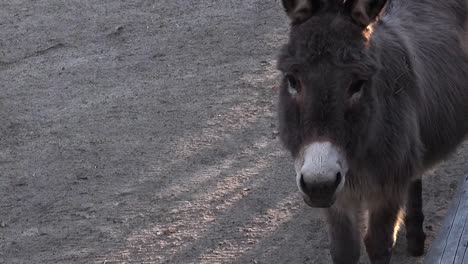 close up of one donkey in tierpark neukoelln berlin winter 5 secs hd 25 fps 00114_1