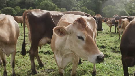 curious friendly cows in a field