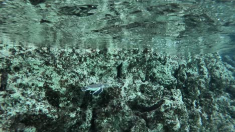 A-Sea-Turtle-Swimming-In-Crystal-Clear-Waters---Underwater-Shot