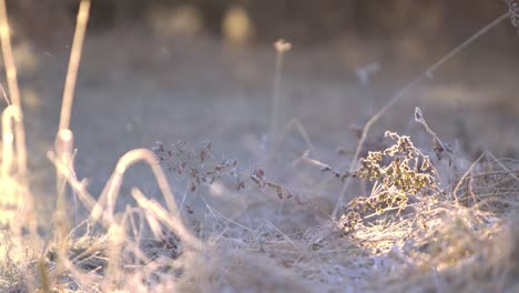 icy weeds getting hit by the first rays of sun on a cold windy morning